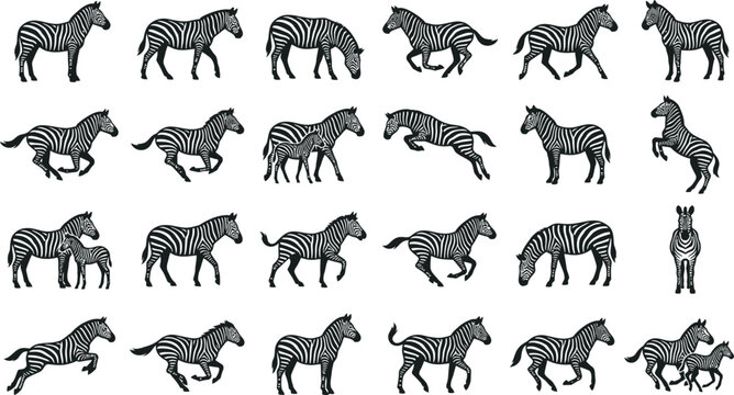 Comprehensive collection of flat vector zebra illustrations featuring dynamic poses and natural animal behaviors