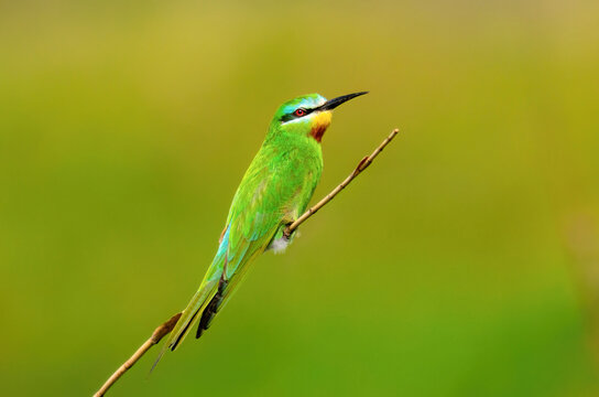Blue-cheeked Bee-eater (Merops persicus) perched on a thin branch against green background