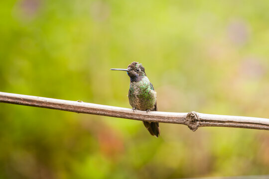 Hummingbird in Costa Rica's cloud forest highlands