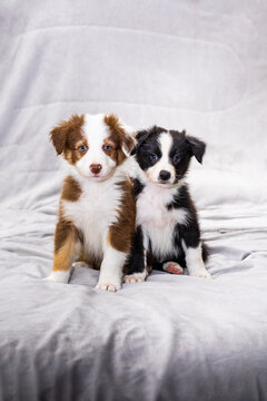 Border collie puppy pair sitting on soft bed at home
