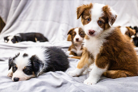 Border collie puppy resting on blanket, pet care concept