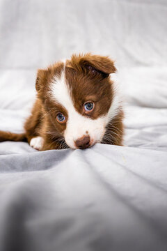Border collie puppy resting on bed in cozy home setting