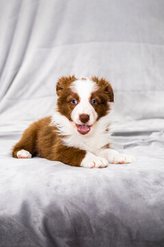 Brown and white border collie puppy on soft studio bed