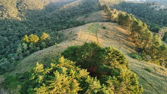 Aerial view of a brazilian rainforest with Araucaria trees