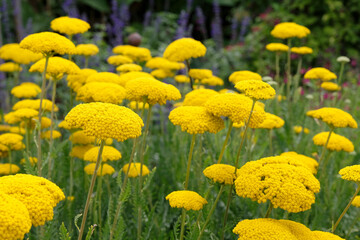 Yellow Achillea filipendulina ‘Parker's Variety’ fern leaf yarrow in flower. © Alexandra