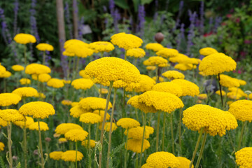 Yellow Achillea filipendulina ‘Parker's Variety’ fern leaf yarrow in flower. © Alexandra
