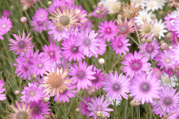 Fototapeta premium Purple and lilac Xeranthemum annuum Mixed, Paper Flower or everlasting, in flower.