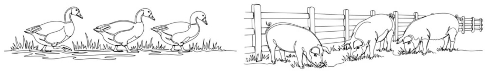 Farm animals set with geese by pond and pigs by fence line art vector illustration for coloring book © ----WWWLINE----