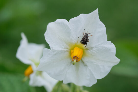 Macro shot of a small bug sitting on a blooming white potato flower in a field