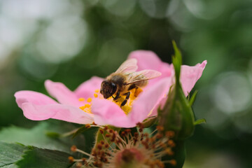 Macro photography of a honey bee collecting nectar from a blooming pink wild rose © Николай Федосов