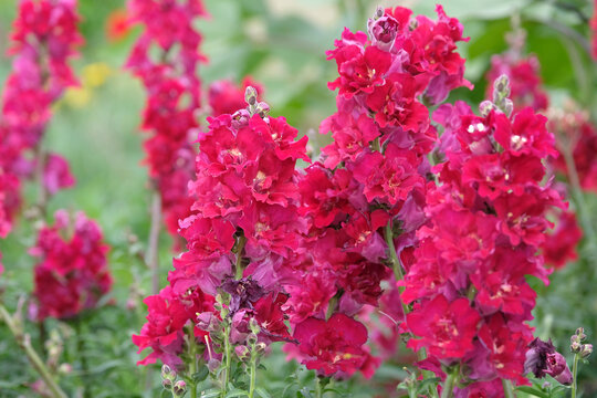 Red Antirrhinum majus, snapdragon, &lsquo;Madame Butterfly Red&rsquo; in flower.