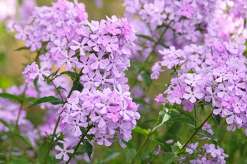 Obraz premium Lilac purple Phlox paniculata ‘Margery Fish’ in flower.