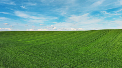 Fototapeta premium Green wheat field on hills under blue sky with clouds