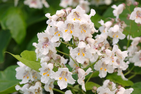 The white bell shaped, trumpet like flowers of Catalpa bignonioides, Indian Bean Tree.