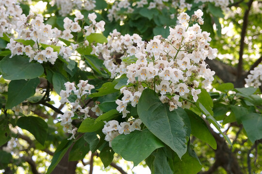 The white bell shaped, trumpet like flowers of Catalpa bignonioides, Indian Bean Tree.