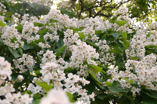 The white bell shaped, trumpet like flowers of Catalpa bignonioides, Indian Bean Tree.
