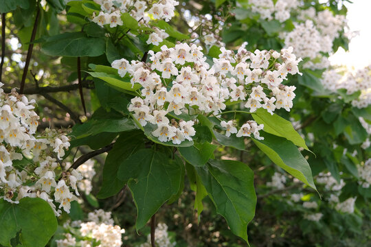 The white bell shaped, trumpet like flowers of Catalpa bignonioides, Indian Bean Tree.
