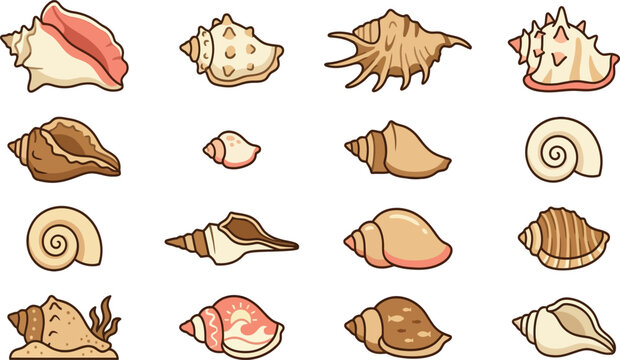 Detailed collection of various conch shell species with labels for marine biology study and beach nature education
