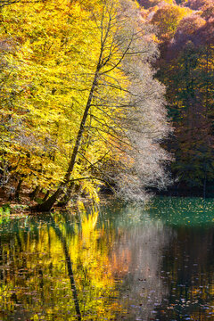 Vertical View of Golden Autumn Tree Reflected on Forest Lake Water Surface in Yedigoller National Park, Bolu, Turkey.