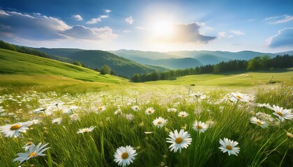 field of white daisies and green grass in a meadow © Laura