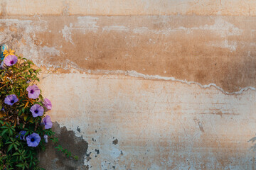 Purple Flowers Against Weathered Wall © Michael_S