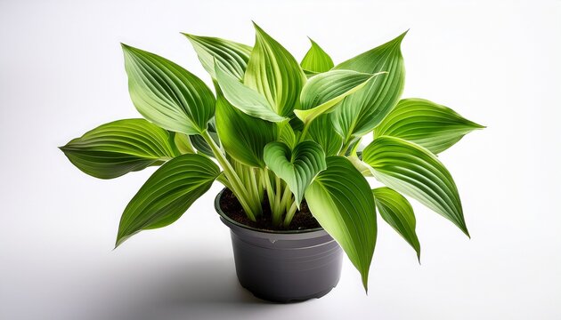 hosta x tardiana june plant with lime green leaves with darker edges in plastic flower pot on white background