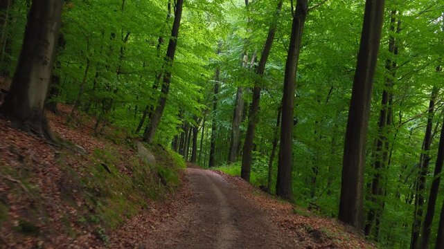 Moving backwards on a scenic path in a lush green beech forest in beautiful soft light. 