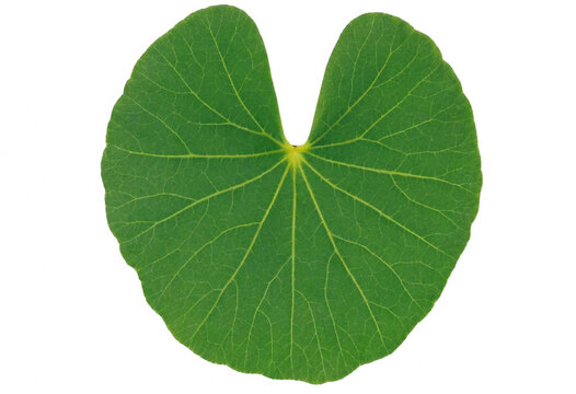 Fresh green leaf of centella asiatica or gotu kola isolated on white background