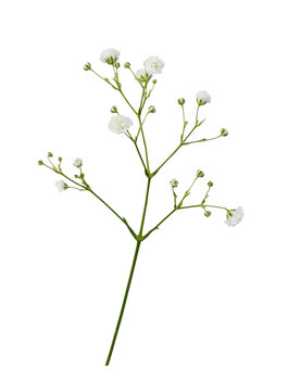Detail of white gypsophila flowers isolated on white or transparent background