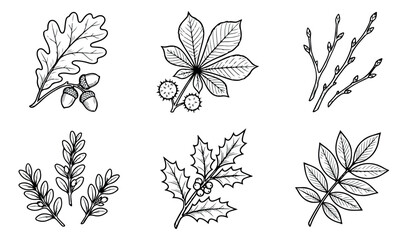 Vintage hand drawn autumn leaves and forest elements, set of 6 black and white botanical vector illustrations, rustic oak acorn and holly foliage © Muhammad Sajjad