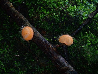 Pair of orange hairy cup fungi (Cookeina tricholoma) growing together on a wet branch. © Amonrat