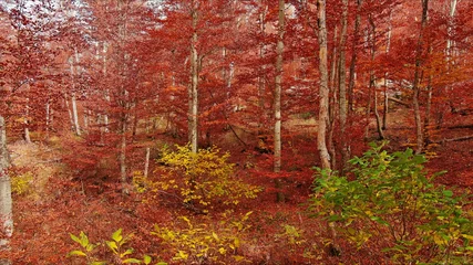 Landscape of autumn beech forest with red foliage © Kokhanchikov