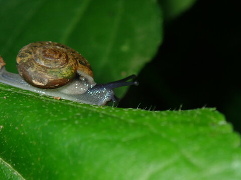 Tiny land snail (Gastropoda) crawling slowly over a wet leaf in the rainforest.