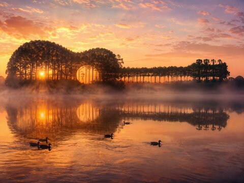 An enchanting silhouette of trees growing in the shape of a sideways guitar, where ducks glide across the water with mist beneath a glowing sunrise sky