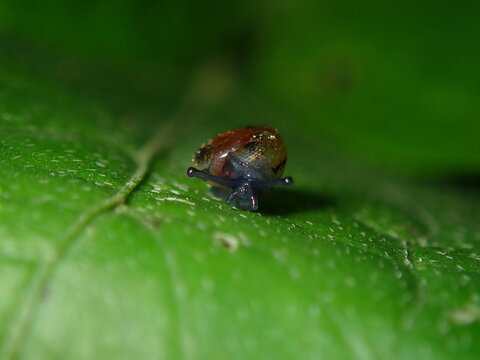 Tiny land snail (Gastropoda) crawling over a wet green leaf surface.
