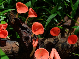 Bright orange cup fungi (Cookeina speciosa) growing on decaying wood in the damp forest. © Amonrat
