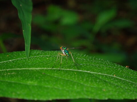 dragonfly on a leaf