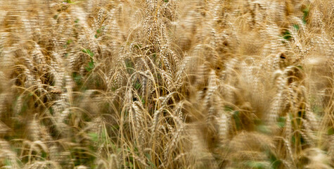 Obraz premium background of ripe wheat field