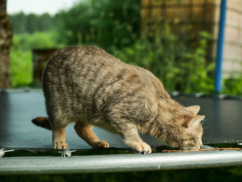 Domestic cat lounges on a trampoline. The cat looks up with green eyes. Background shows greenery and trees. Sunlight illuminates the scene softly. Fun with pet outdoor, Country rural life.