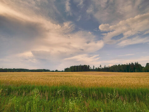 Grassland with white birds walking. Trees line the horizon. Blue sky with scattered clouds Simple rural area nature background. Agriculture and farming industry during hot summer season