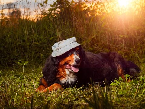 Huge Bernese mountain dog rests in grassy field. Pet wears white hat on its head, tongue hanging out. Dog looks calm and relaxed and seems enjoys modeling work. Sunlight highlights fur and grass.