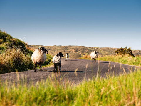Sheep graze on grassy hills beside winding road. One sheep rests on asphalt. Hazy sky above rolling hills. Green vegetation covers sloped terrain. Scene shows rural countryside landscape