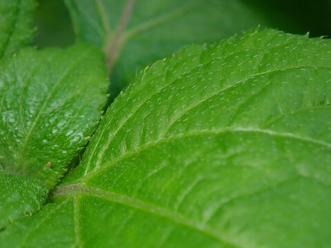 green leaf with water drops