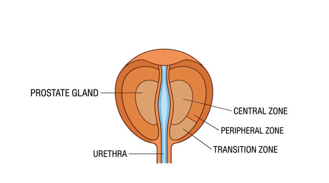 Prostate Gland Anatomy Diagram