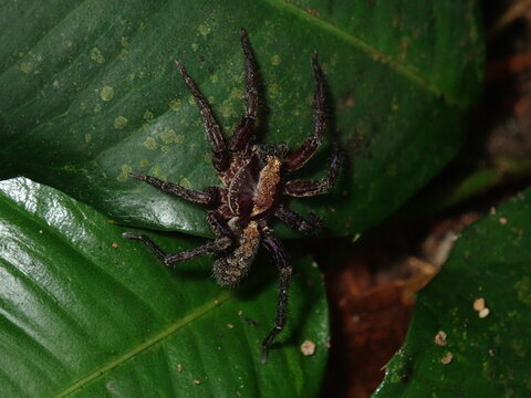 spider on a web