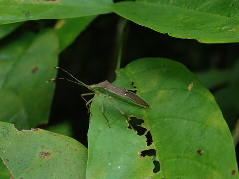 grasshopper on a leaf
