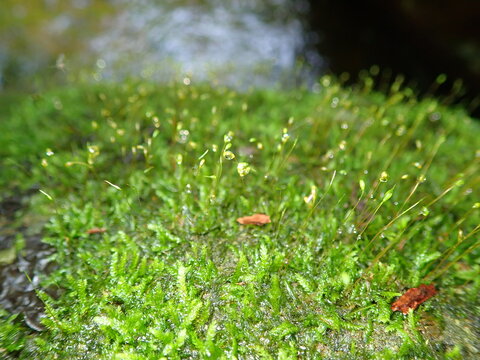 ants on the grass