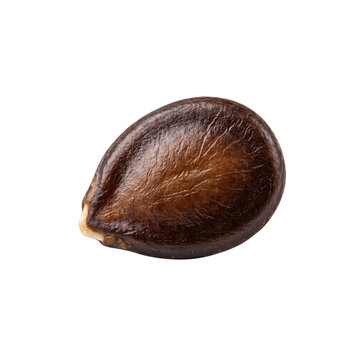 Single brown seed isolated for nature with wrinkled texture isolated on transparent background