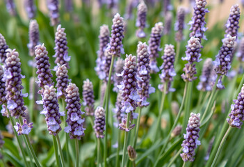 Obraz premium Close up of purple lavender flowers blooming in a field, natural beauty and aromatherapy