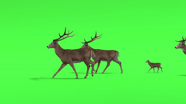 Small group of deers walking across green screen